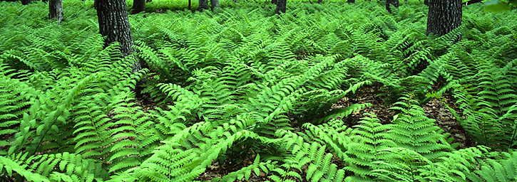 Ferns on Stoneyman Mountain Trail, Shenandoah National Park, VA